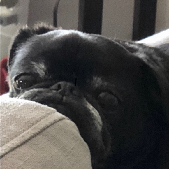 We β€οΈπ our Pets! πΆ - Picture 7 of 9